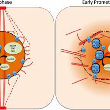 Maybe you would like to learn more about one of these? A Comparison Of Spindle Formation In Animals And Plants Centrosomal Download Scientific Diagram