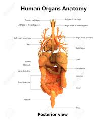 Human body and organs anatomy diagram cool huge large giant poster art 36x54. Human Body Organs With Labels Anatomy Posterior View Stock Photo Picture And Royalty Free Image Image 92995808