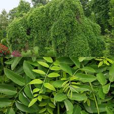 Image result for Styphnolobium