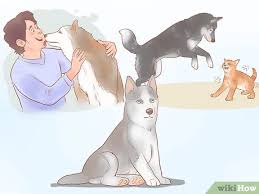 Where can i buy a husky. 3 Ways To Buy A Siberian Husky Puppy Wikihow