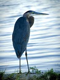 Symbolic Meaning Of The Heron On Whats Your Sign Heron Meant To Be Ancient Cultures