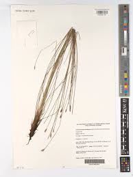 Image result for Actinoschoenus