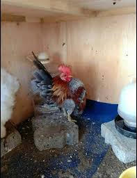 The Serama Malay Ayam Serama Also Called The Malaysian Serama Is A Bantamborred Of Chicken Originating In Malaysia Within The Last Ayam Ternak Ayam Hiasan