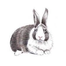🖍 real time drawing tutoria. Rabbit Drawing Original Colored Pencil Art Bunny Brown And White Hare Art Nursery Decor Home Decor Bunny Rabbit Art Rabbit Drawing Bunny Drawing