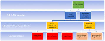 Frontiers Evolving Therapy For Celiac Disease Pediatrics
