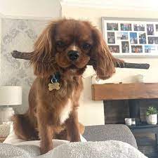 kahverengi tuylu sirin bebek cavalier king charles king charles cavalier