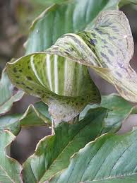 Image result for Arisaema mildbraedii