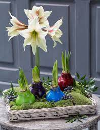 Easy Care Waxed Amaryllis Color Mix Amaryllis Amaryllis Bulbs Christmas Plants