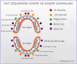 Sut Disleri Sorunlari Ve Tedavileri Detayli Ve Aciklamali