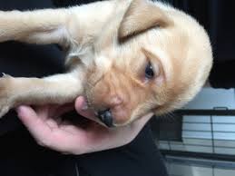 Labrador formel 1, asaa, denmark. Dixie Cracker 2018