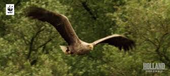 Deze Vliegende Deur Speelt Een Hoofdrol In Holland Natuur In De Delta Bald Eagle Netherlands Nature