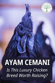 You can save your interactive online coloring pages that you have created in your gallery, print the coloring pages to your printer, or email them to friends and family. Ayam Cemani Is This Luxury Chicken Breed Worth Raising The Homesteading Hippy