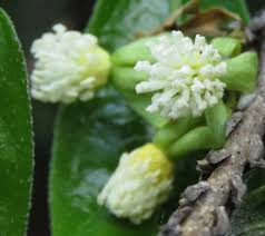 Image result for Tragia brevipes