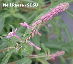 Image result for Ocimum angustifolium