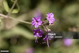 Image result for Commicarpus pedunculosus