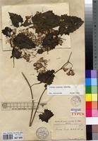 Image result for Gynura scandens