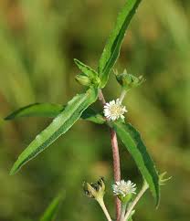 Image result for Eclipta prostrata