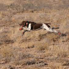 Prepare your card and shipping details in a separate page or store them with your retailers of choice for a faster checkout. Shop Dog Tracking Collars Systems For Hunting Dogs