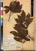 Image result for Nesogordonia