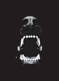 All The Better To Eat You With Black Dog Animal Photography Doberman