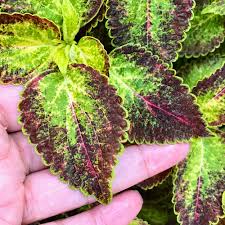 Image result for Coleus guerkei