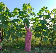 Павловния — выращиваем из семян. Pavloniya Posadka I Uhod Vyrashivanie Iz Semyan Cherenkovanie