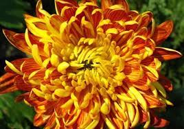 Pin On Seasonal Color