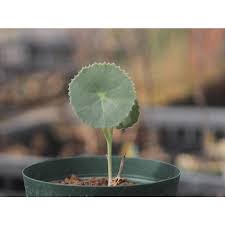 Image result for Senecio oxyriifolius