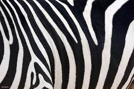 Zebra Drawing Computer Wallpapers Desktop Backgrounds 1920 1080 Zebra Desktop Wallpapers 41 Wallpapers Adorable Wallpapers Cebras Texturas Cebra