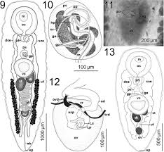 Life Cycle of Leuceruthrus stephanocauda (Faust, 1921) Womble and Bullard,  2022 (Digenea: Azygiidae), a New Azygiid Phylogeny, and Combined Evidence  of Low Host Specificity to Its Invertebrate and Vertebrate Hosts