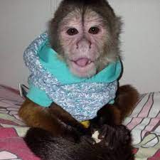 Excellent Capuchin Monkeys Now Available For Sale Houston Capuchin Monkey Monkeys For Sale Capuchin Monkey For Sale