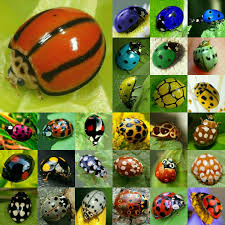 Find over 100+ of the best free insect images. I Had No Idea There Are This Many Different Ladybug Patterns And Colours Truly Amazing Bugs And Insects Beautiful Bugs Insect Art
