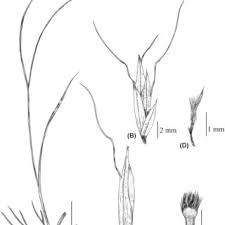 Image result for Trisetopsis