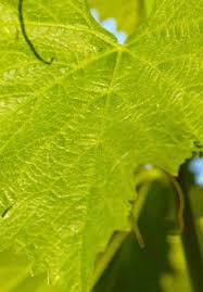 Distinguishing characteristics include large leaves with veins extending like fingers from the point where leaf and leaf stalk (petiole) join, forked tendrils that persist becoming dark and brittle over time, shredding bark, and fruits that are smaller than but. The Current Status Of Wild Grapevine Populations Vitis Vinifera Ssp Sylvestris In The Mediterranean Basin Intechopen