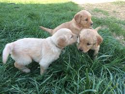 Apollon of golden duck akc dna #v871938 (ss06748101), dam: Golden Retriever Puppies Akc For Sale In Bear Creek North Carolina Classified Americanlisted Com