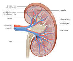 The Anatomy Of A Kidney Interactive Biology With Leslie Samuel Human Kidney Kidney Anatomy Chronic Kidney Disease