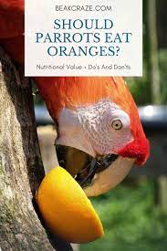 Tangerines contain a slightly bigger amount of calories per serving than their citrus cousins clementines. Can Parrots Eat Oranges Nutritional Value Do S And Don Ts Beak Craze