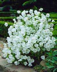 White Campanula In 2020 Plants Flower Garden White Gardens