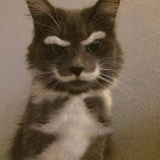 17 Katter Saknar Personlighet Cuuuute Ha Pinterest Animal Cat And Funny Animal