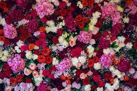 Planting purple flowers in your garden can add rich thematic colors. Beautiful Wall Made Of Red Violet Purple Flowers Roses Tulips Stock Photo Picture And Royalty Free Image Image 54926548