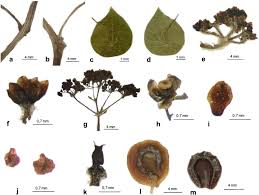 Image result for Stephania abyssinica