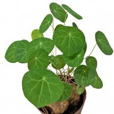 Image result for Stephania cyanantha