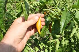 Image result for Tabernanthe