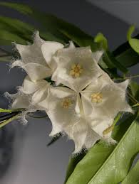 Image result for Begonia nyassensis