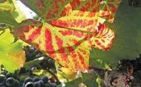 Image result for Grapevine leafroll virus