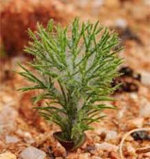 Image result for Eriospermum