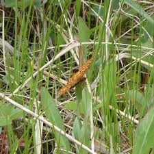 Image result for Blotiella currorii