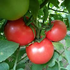 Compare prices & read reviews. Indeterminate Type Tomato Seeds Hybrid F1 Loreal F1 By Shouguang Yinong Horticulture Co Ltd Made In China