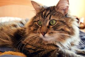 Kisirlastirilmis Kedi Mamasi Kedi Mamasi Kedi Sagligi