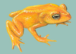 Image result for The golden Toad